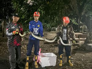 Ular Sanca 3 Meter di Sleman Dievakuasi Damkar Usai Mangsa Ayam Ular Sanca 3 Meter di Sleman Dievakuasi Damkar Usai Mangsa Ayam