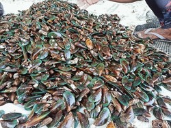 Cerita Awing, Sang Pemburu Kerang Hijau di Laut Pangandaran