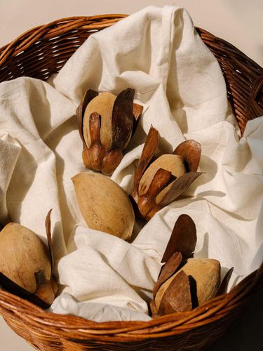 Buah pohon Tengkawang