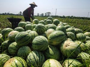 Daya Beli Turun, Harga Semangka Anjlok Jadi Rp 2.500/Kg