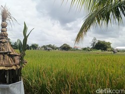 100 Hektare Lahan Pertanian di Denpasar Lenyap Akibat Alih Fungsi Lahan