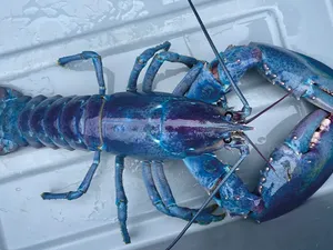 Wujud Lobster Biru Ungu Super Langka, Cuma Ada 1 Dari 100 Juta
