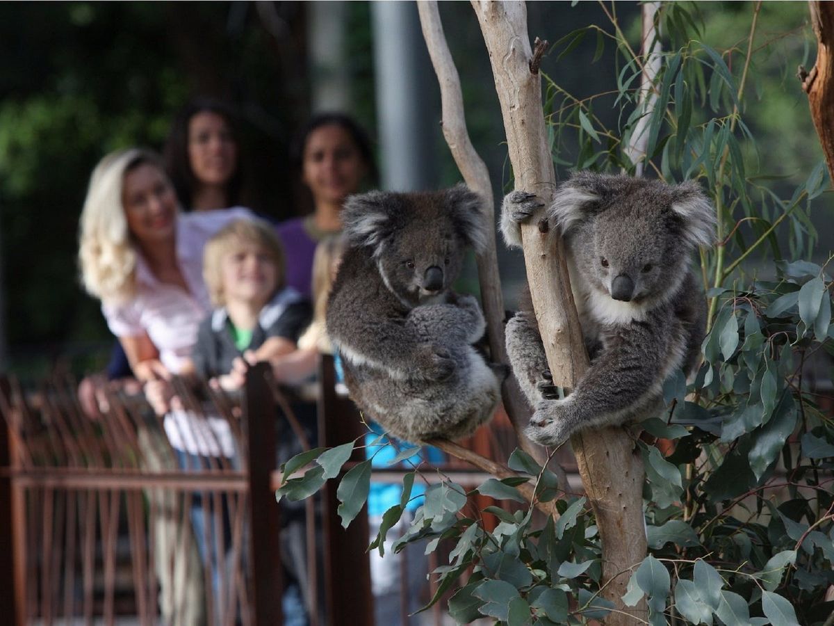 Melbourne Zoo
