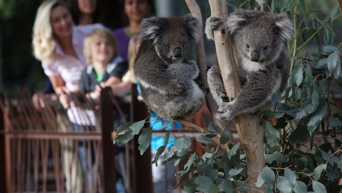 Melbourne Zoo