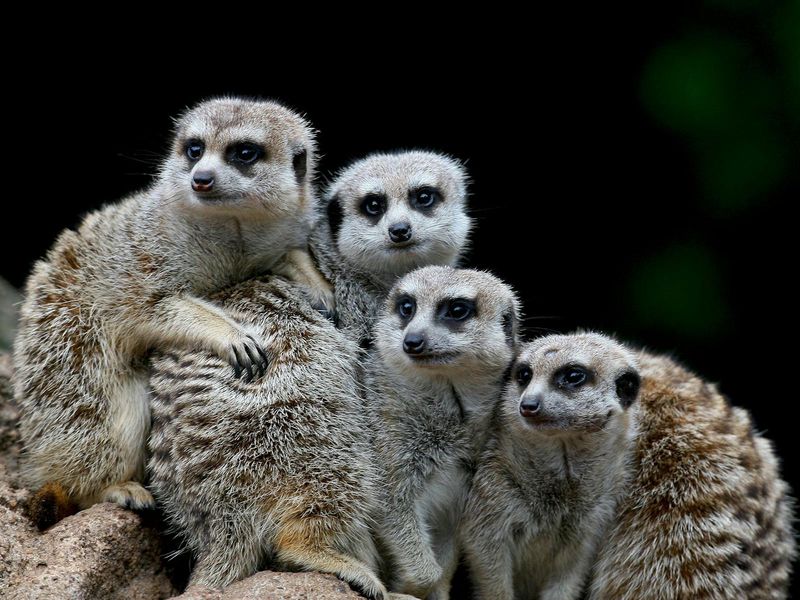 Melbourne Zoo