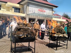 Polda Aceh Musnahkan 226 Kg Sabu dan 1,2 Ton Ganja Polda Aceh Musnahkan 226 Kg Sabu dan 1,2 Ton Ganja