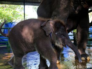 KBS Punya Gajah Baru Bernama Rocky Balboa
