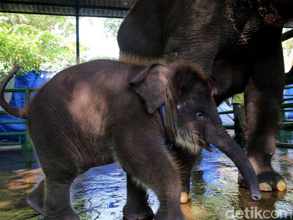 KBS Punya Gajah Baru Bernama Rocky Balboa
