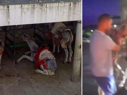 Turis Lihat Penyiksaan Hewan, Ia Bersumpah untuk Tak Kembali Lagi