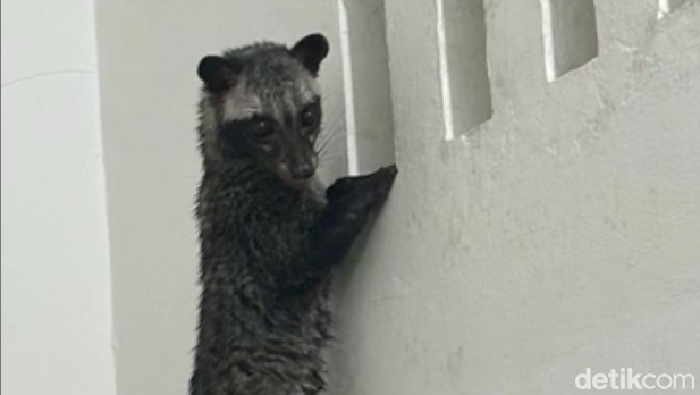 Warga Depok dikagetkan dengan kehadiran musang besar mendadak di rumahnya. Musang tersebut jatuh dari plafon dan kemudian kebingungan ingin keluar lagi. (dok Pribadi/Isna)