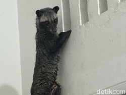 Suara Berisik di Loteng Bisa Jadi Ulah Musang, Ini Cara Mengusirnya