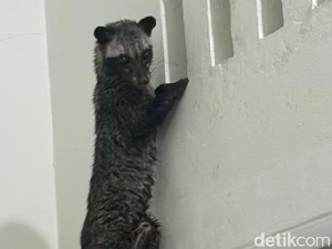 Suara Berisik di Loteng Bisa Jadi Ulah Musang, Ini Cara Mengusirnya Suara Berisik di Loteng Bisa Jadi Ulah Musang, Ini Cara Mengusirnya