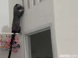 Musang Ngintip Kamar Mandi Rumah Warga Depok, Ternyata Begini Ceritanya