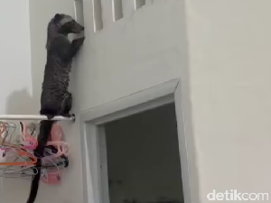 Musang Ngintip Kamar Mandi Rumah Warga Depok, Ternyata Begini Ceritanya Musang Ngintip Kamar Mandi Rumah Warga Depok, Ternyata Begini Ceritanya