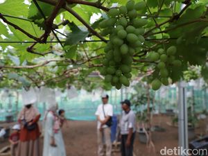 Kini Ada Wisata Petik Anggur Lho di Ponorogo, Yuk ke Sana! Kini Ada Wisata Petik Anggur Lho di Ponorogo, Yuk ke Sana!