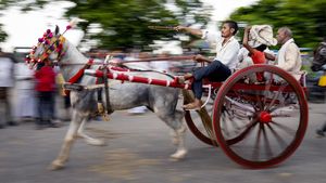 Potret Keseruan Lomba Balap Kereta Kuda Tradisional di India