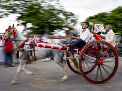 Potret Keseruan Lomba Balap Kereta Kuda Tradisional di India