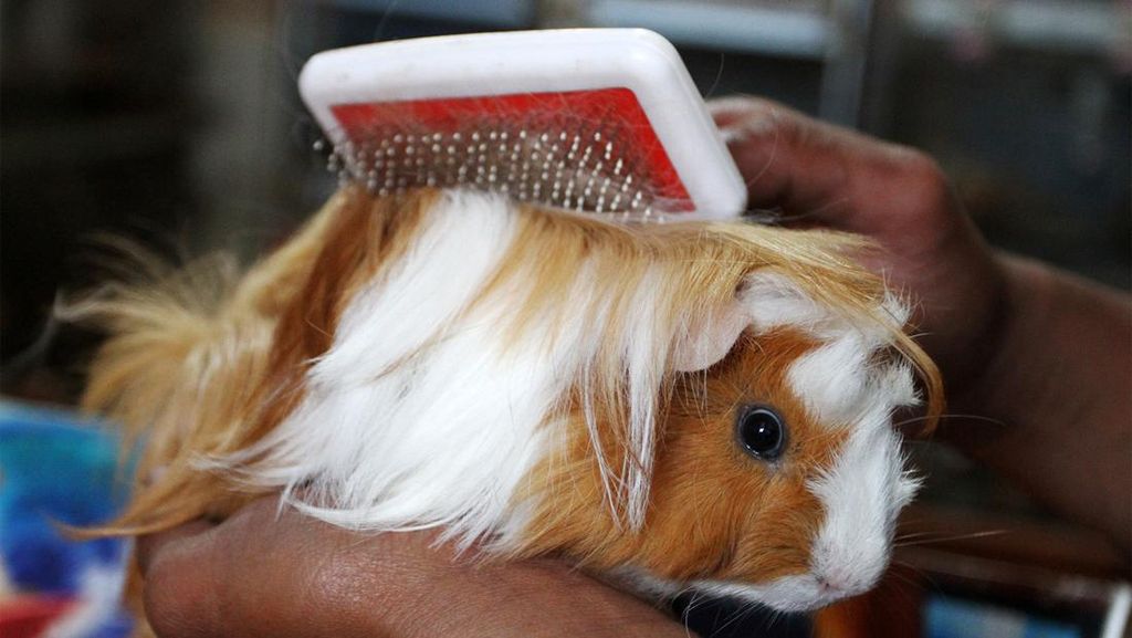 Intip Budi Daya Marmut Hias yang Lagi Tren, Harganya Tembus Rp 4 Juta/Ekor Intip Budi Daya Marmut Hias yang Lagi Tren, Harganya Tembus Rp 4 Juta/Ekor