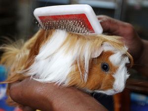 Intip Budi Daya Marmut Hias yang Lagi Tren, Harganya Tembus Rp 4 Juta/Ekor Intip Budi Daya Marmut Hias yang Lagi Tren, Harganya Tembus Rp 4 Juta/Ekor