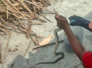 2 Kobra Jawa Lagi Kawin di Dapur Rumah Kagetkan Warga Karangdowo Klaten 2 Kobra Jawa Lagi Kawin di Dapur Rumah Kagetkan Warga Karangdowo Klaten