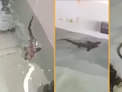 Fenomena Unik, Bertahun-tahun Hiu Ini Lahirkan Anak Tanpa Pejantan