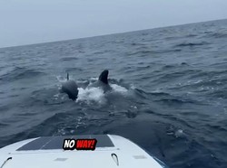 Mendayung Perahu Kecil Sendirian di Laut, Pria Didatangi Kawanan Paus