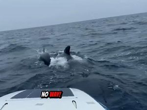 Mendayung Perahu Kecil Sendirian di Laut, Pria Didatangi Kawanan Paus Mendayung Perahu Kecil Sendirian di Laut, Pria Didatangi Kawanan Paus