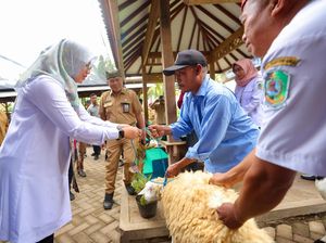 Peternak Banyuwangi Dilatih Bikin Silase, Pakan Tahan Lama-Hilangkan Bau Peternak Banyuwangi Dilatih Bikin Silase, Pakan Tahan Lama-Hilangkan Bau