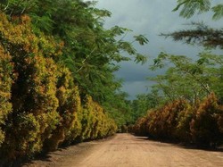 Bangka Botanical Garden: Lokasi, Daya Tarik, Fasilitas dan Harga Tiket Masuk