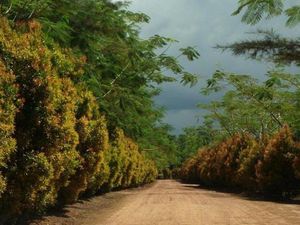 Bangka Botanical Garden: Lokasi, Daya Tarik, Fasilitas dan Harga Tiket Masuk Bangka Botanical Garden: Lokasi, Daya Tarik, Fasilitas dan Harga Tiket Masuk
