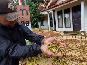 Nestapa Petani Cengkeh di Ciamis Nestapa Petani Cengkeh di Ciamis