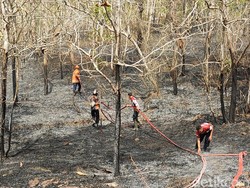 Kebakaran Hebat Lahan Jati di Wates Kulon Progo Sempat Ancam Rusunawa