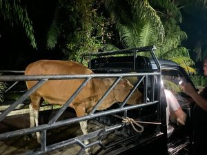 Curi Pikap Muatan Sapi Warga Merangin, Supri Asal Riau Diciduk Polisi