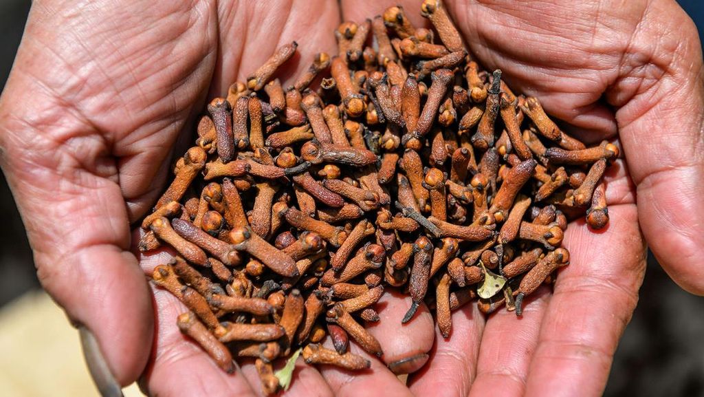 Seperti Ini Proses Panen hingga Jemur Cengkih di Majalengka Seperti Ini Proses Panen hingga Jemur Cengkih di Majalengka