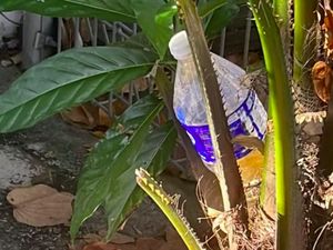 Perbatasan Malaysia-Singapura Ramai Turis China, Mereka Pipis-BAB Sembarangan