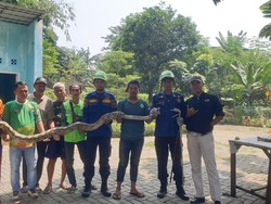 Ngeri! Ular Sanca 4 Meter Tiba-tiba Muncul di Dalam Rumah Warga Bogor