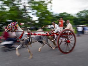 Unik, Ada Lomba Balap Kereta Kuda Tradisional di India