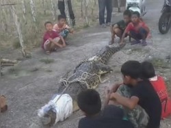 Buaya 3 Meter Masuk Tambak Warga di Banyuasin Ditangkap