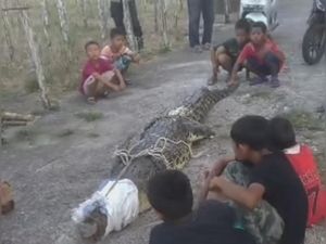 Warga Sumsel Tangkap Buaya 3 Meter yang Masuk Tambak, Ini Penampakannya Warga Sumsel Tangkap Buaya 3 Meter yang Masuk Tambak, Ini Penampakannya