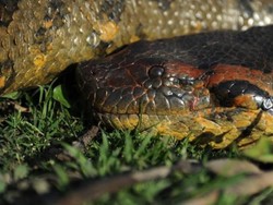 Anaconda Hijau: Si Raja Ular yang Beratnya Melebihi Gorila