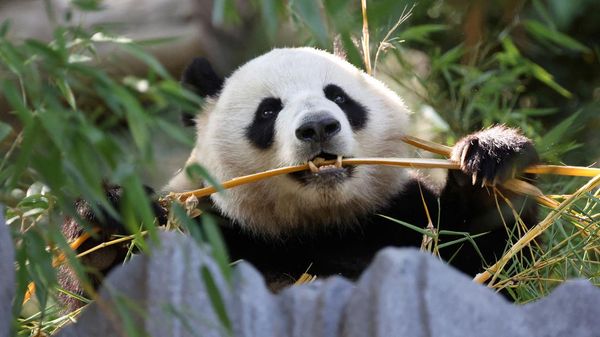 Panda China Kembali Tempati Kebun Binatang AS, Simbol Persahabatan Negara