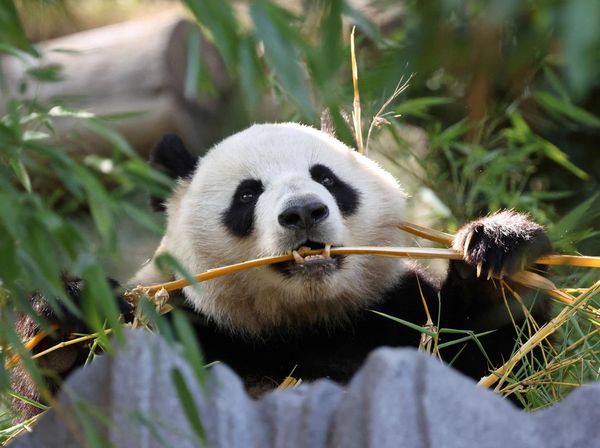 Panda China Kembali Tempati Kebun Binatang AS, Simbol Persahabatan Negara