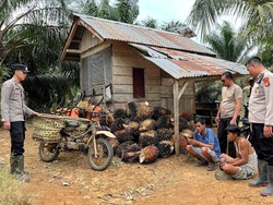 2 Spesialis Pencuri di Mura Ditangkap Saat Kepergok Bawa 1,3 Ton Sawit