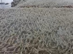 Terungkap Sebab Fenomena Gerombolan Udang di Tanggul Muara Sungai Gorontalo