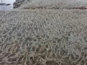Terungkap Sebab Fenomena Gerombolan Udang di Tanggul Muara Sungai Gorontalo Terungkap Sebab Fenomena Gerombolan Udang di Tanggul Muara Sungai Gorontalo