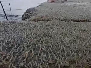 Viral Gerombolan Udang Berjalan di Atas Tanggul, BMKG Beri Penjelasan