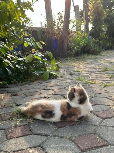 Ilustrasi kucing di luar rumah