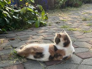 7 Manfaat Memelihara Kucing di Rumah untuk Kesehatan Fisik dan Mental 7 Manfaat Memelihara Kucing di Rumah untuk Kesehatan Fisik dan Mental