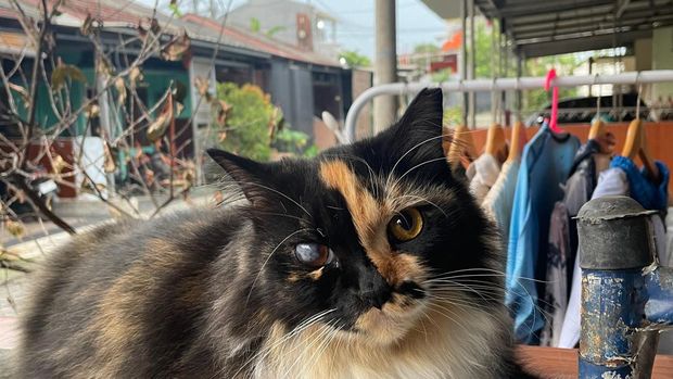 Ilustrasi Kucing