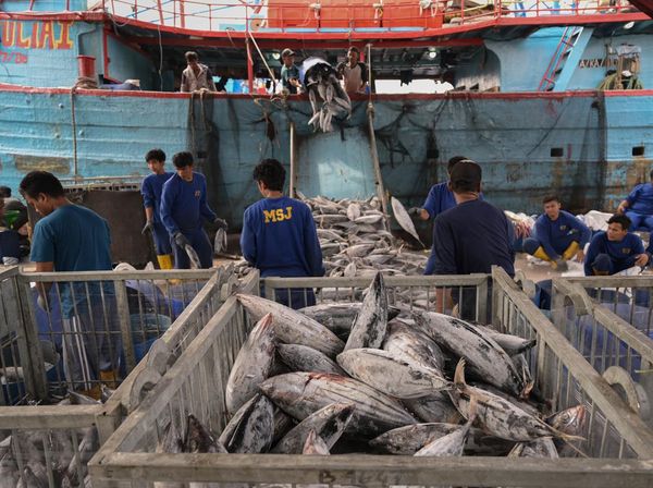 Intip Bongkar Muat Ikan di Pelabuhan Samudera Nizam Zachman Jakut
